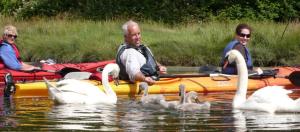 Resized Kayak Swan